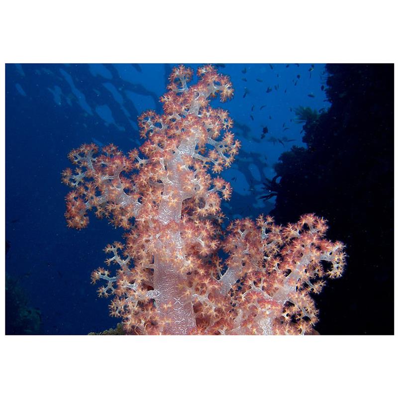 Arbore coral Nephthea sp. - imagine 4